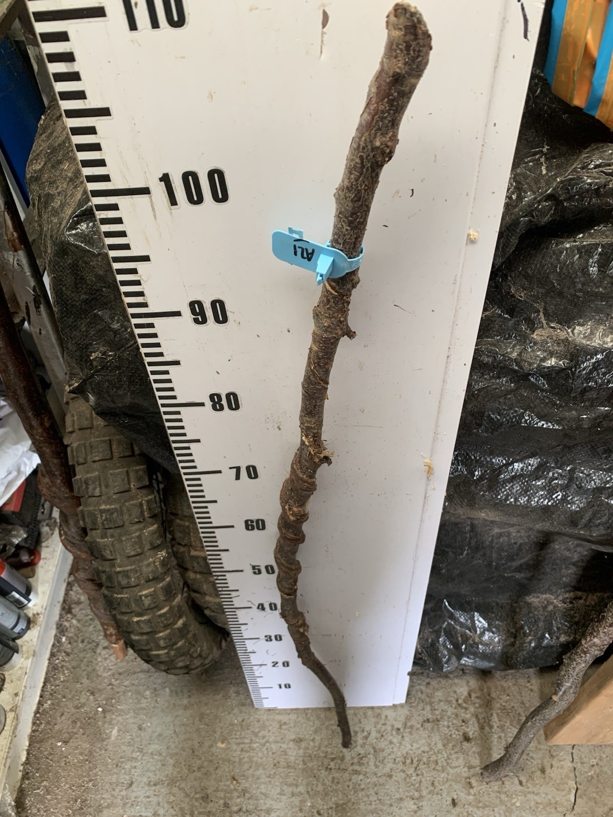 Birch TWISTY Twistie Seasoned STICK WALKING STICK SHANK Deep Lot A21