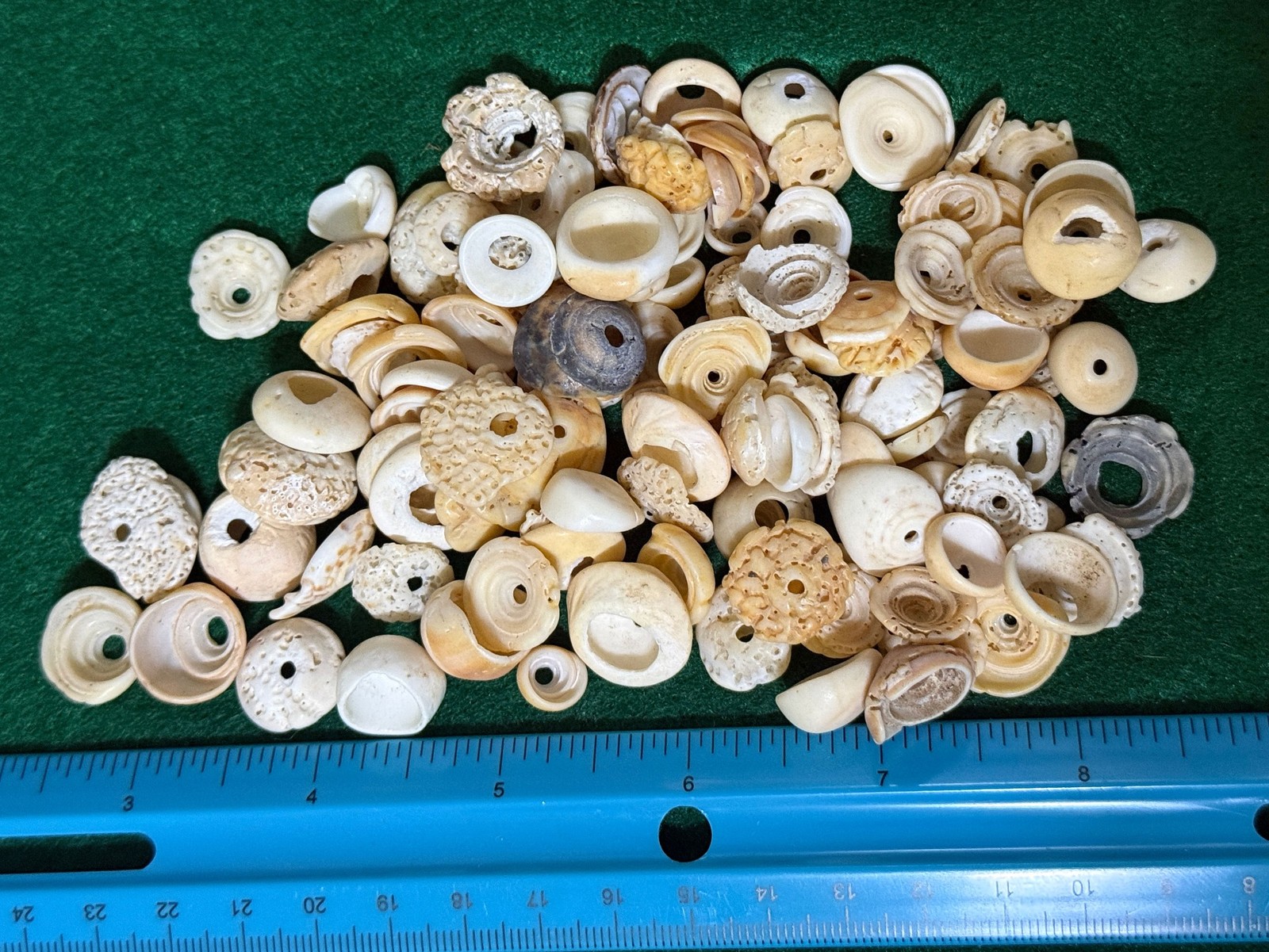 15 Original Cherokee Indian Conch Shell Trade Beads Ancient Artifacts Pre 1600’s