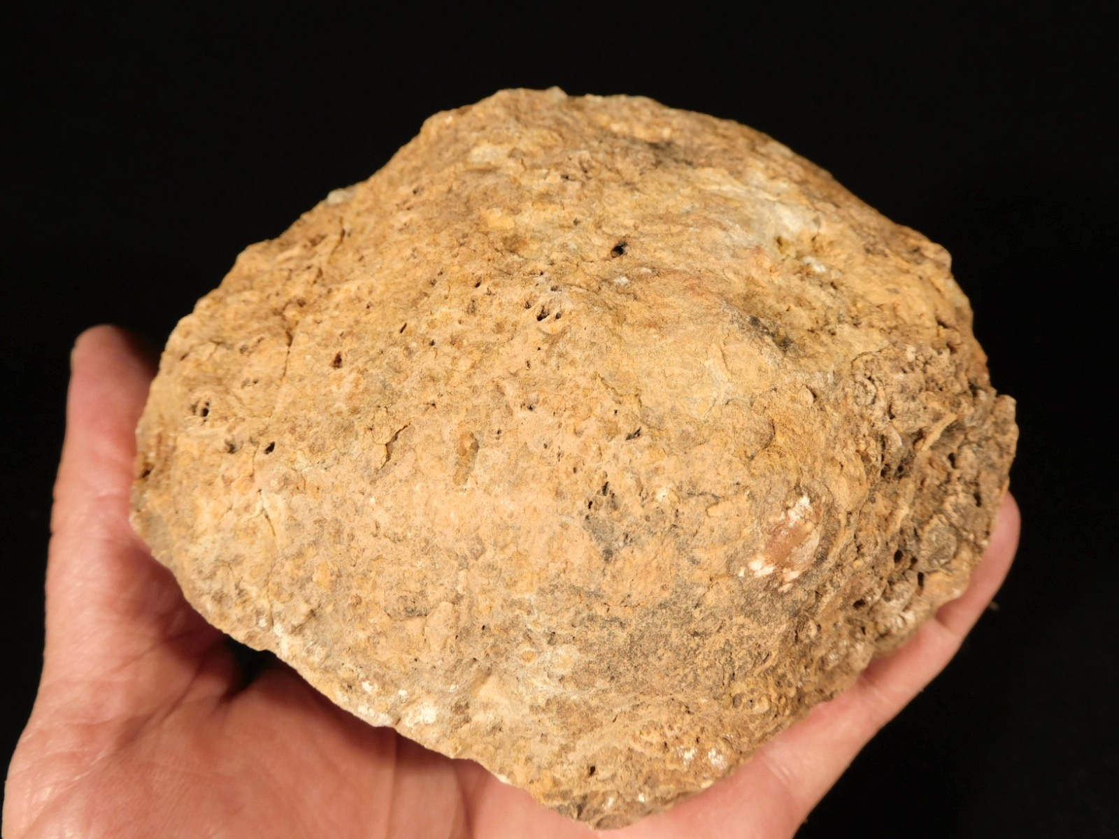Big! 200 Million Year Old DINOSAUR Coprolite Fossil or Dino CRAP! Utah 1282gr