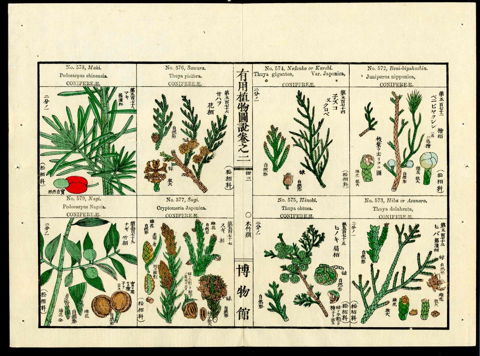 1919 Tokyo Botanical Magazine Original Antique Japanese Print Maki, Naga Conifer
