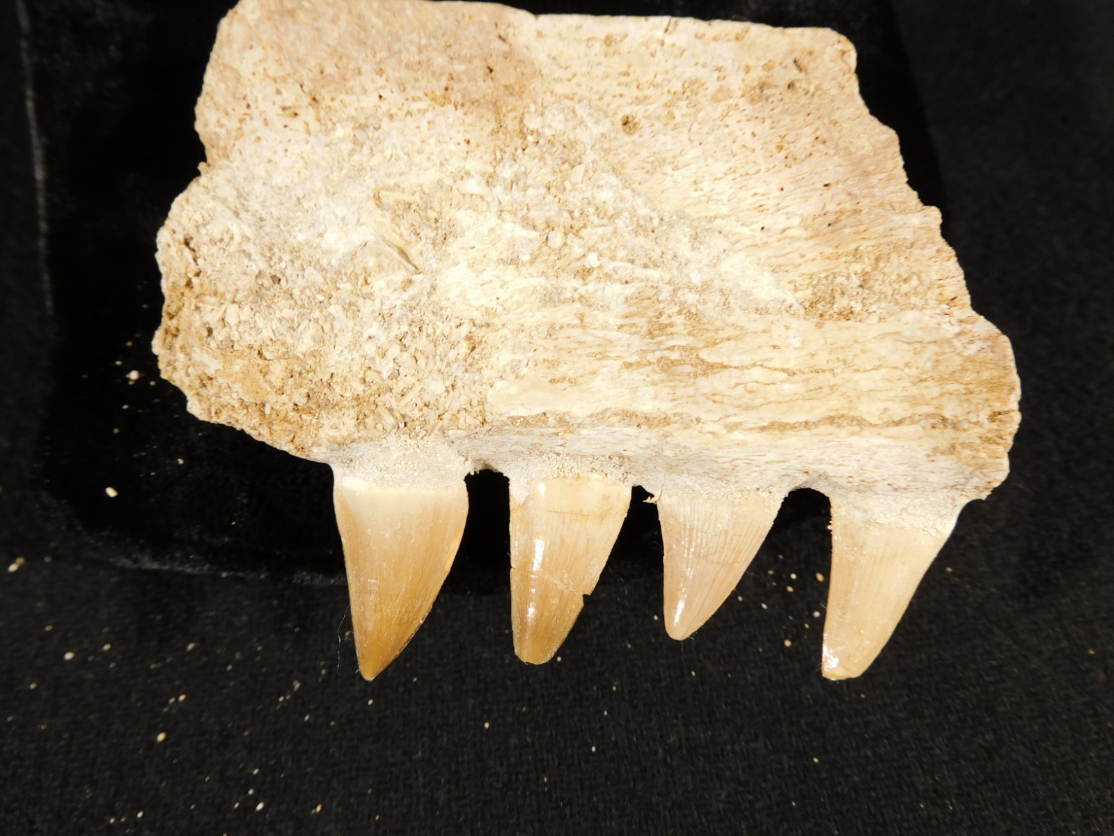 Mosasaurus Bone Fossil with FOUR! TOOTH Fossils From Cretaceous Morocco! 4.03