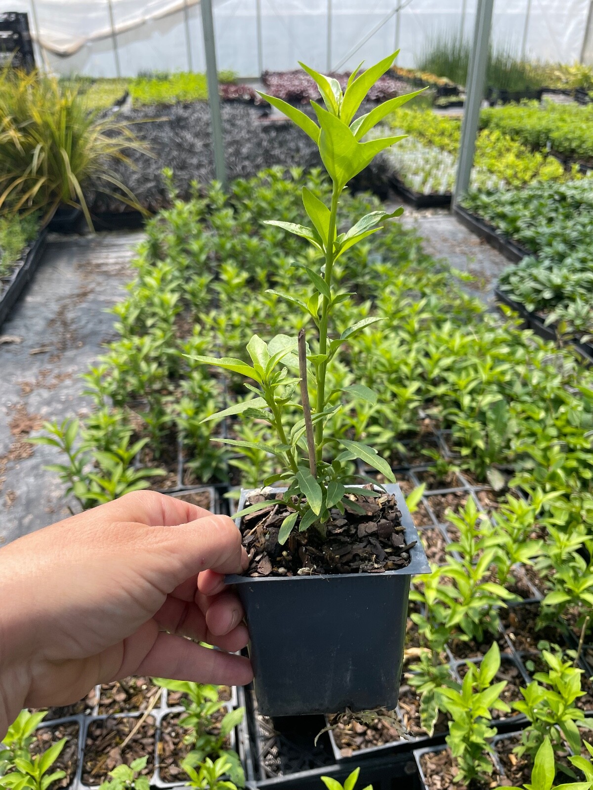 2 Night Blooming Jasmine in 3.5 inch pots….do not order in extreme weather