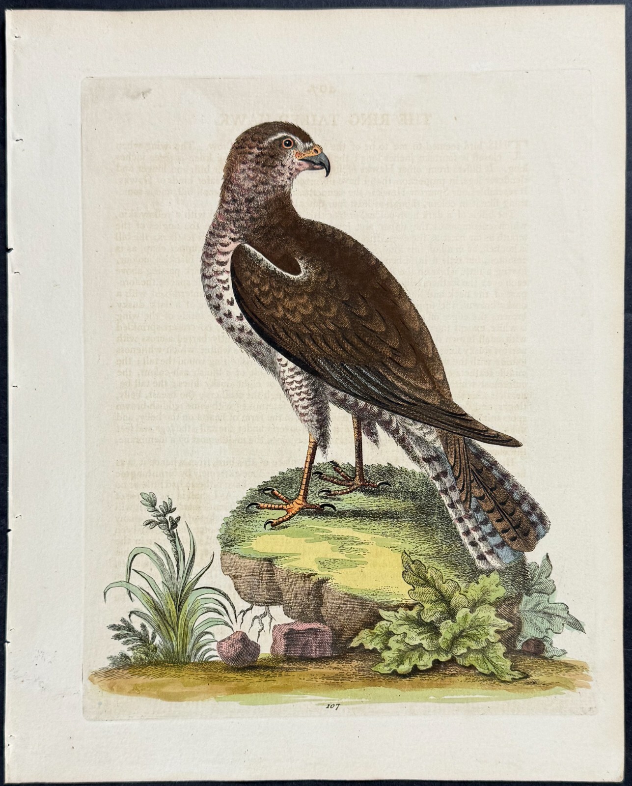 Edwards – Ring-tailed Hawk. 130 – 1745 Natural History Engraving