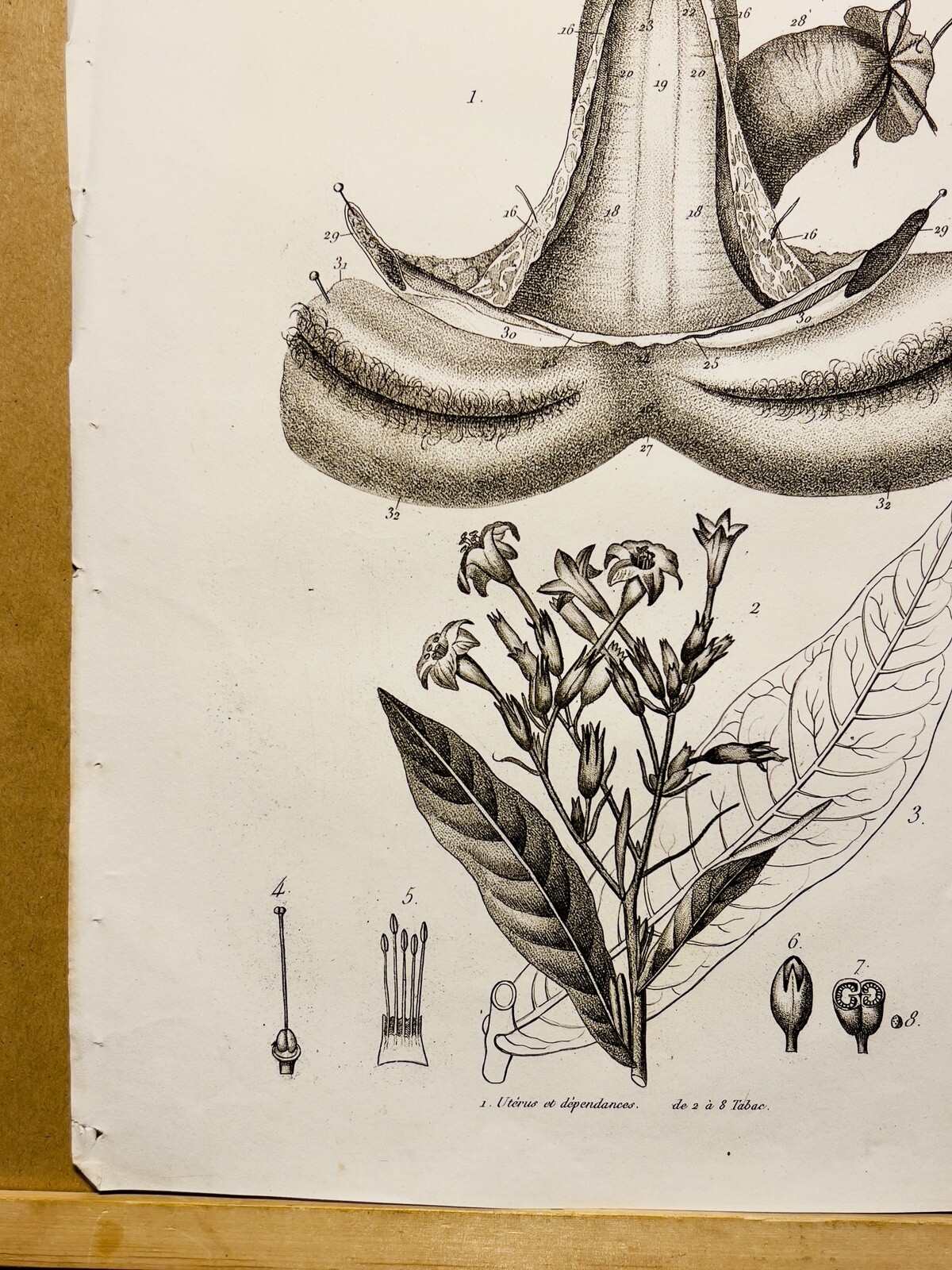 Antique Copper Table 1834 Anatomy Medicine Diseases Doctor Tattoo Sketch