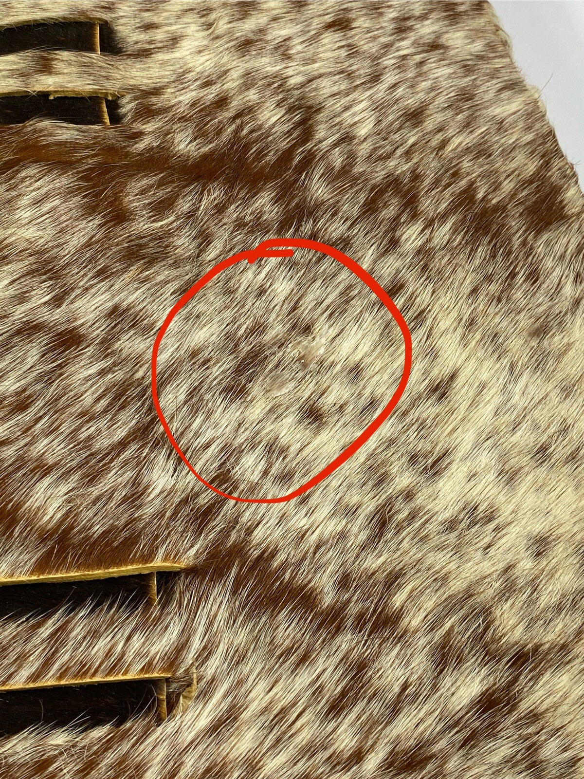 Antique Zulu Shield