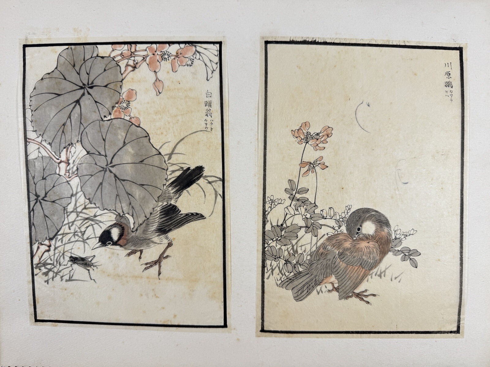 Japanese Drawing Book “Kachoshu” Picture of birds and flowers 49 illustration