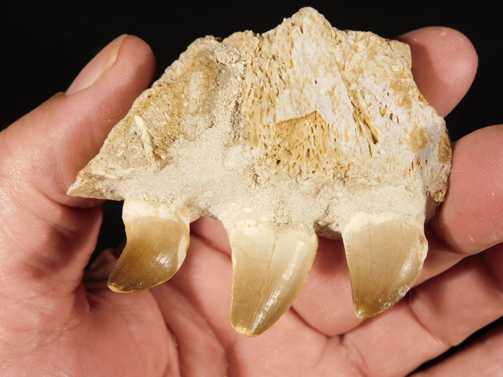 Mosasaurus Bone Fossil with THREE TOOTH Fossils and Stand Morocco 85.4