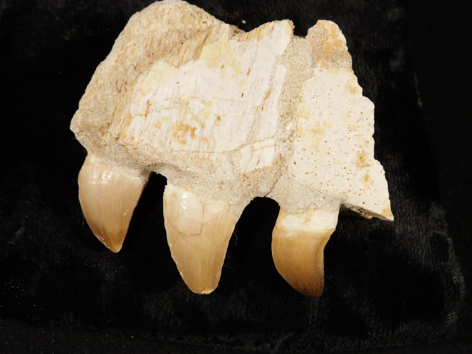 Mosasaurus Bone Fossil with THREE TOOTH Fossils and Stand Morocco 85.4