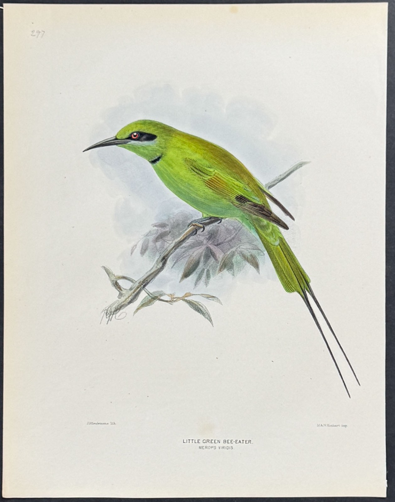 Dresser – Little Green Bee-Eater. 297 – 1871 History of the Birds of Europe