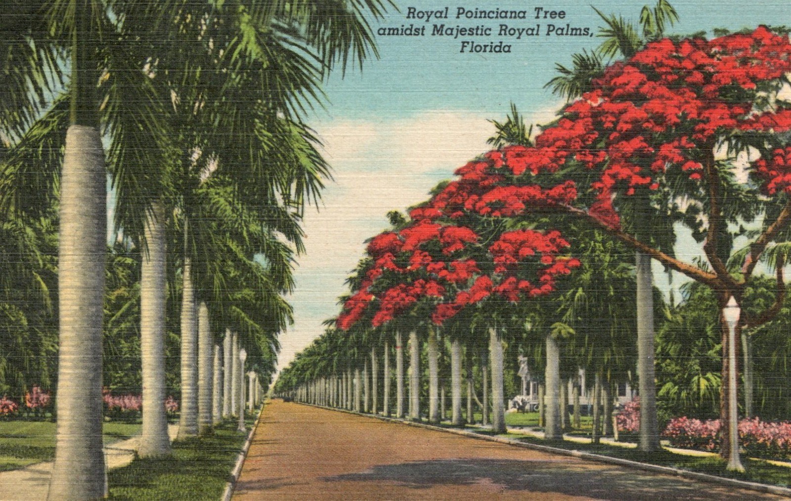 Vintage Postcard Royal Poinciana Tree Anmidst Majestic Royal Palms Florida