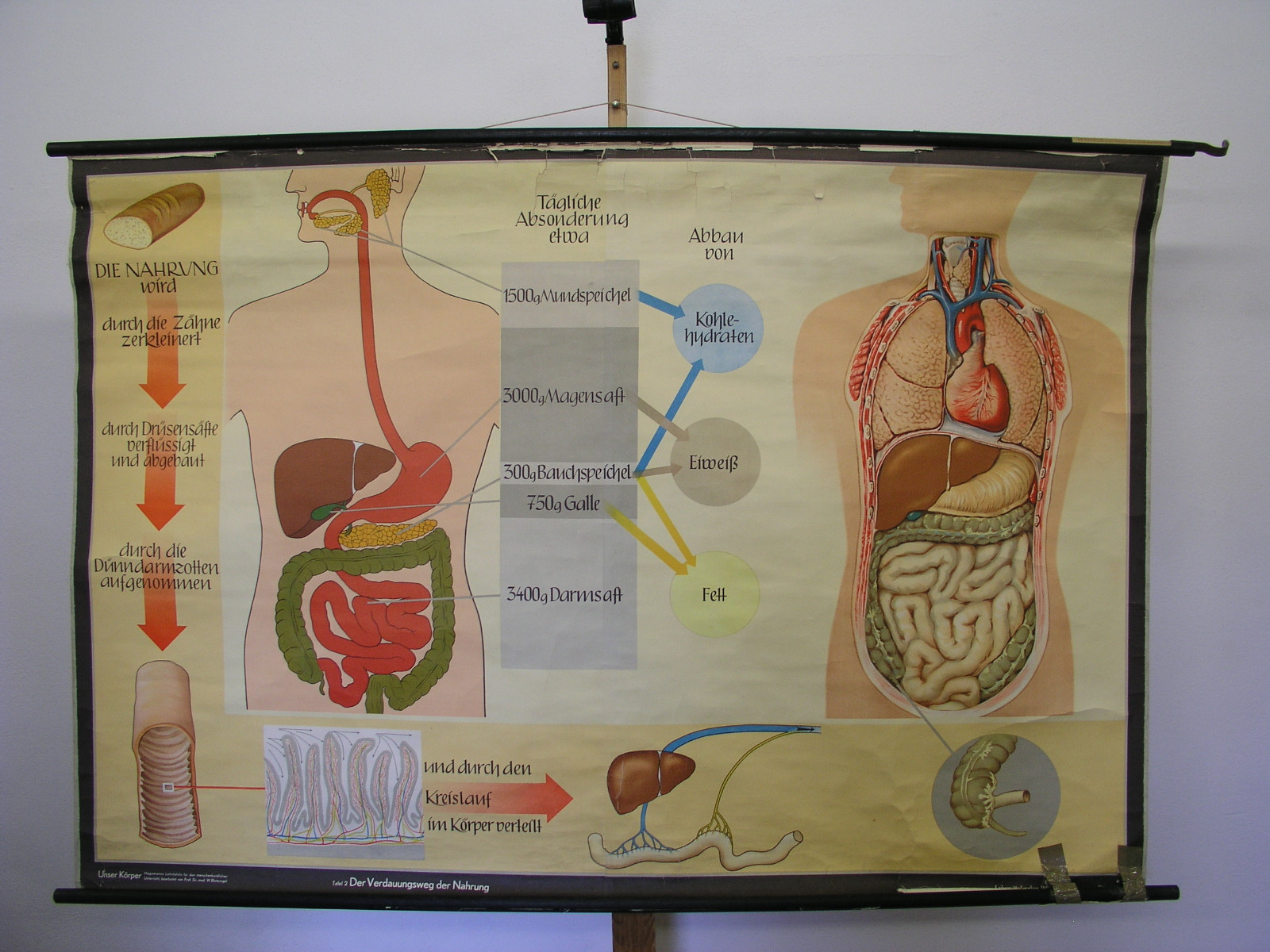 Wall Picture Nutrition Tooth Stomach Bowels Doctor 66 1/2×44 7/8in Vintage Doc
