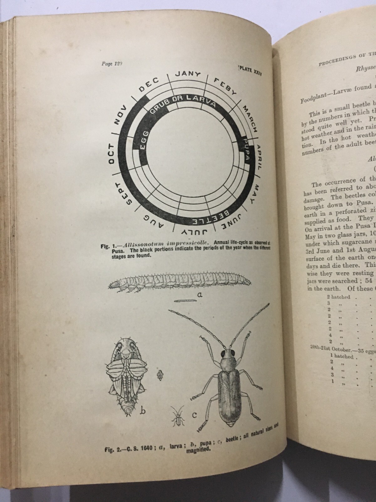 Fletcher, T. Bainbrigge: Report Proceedings Fourth Entomological Meeting. 1921