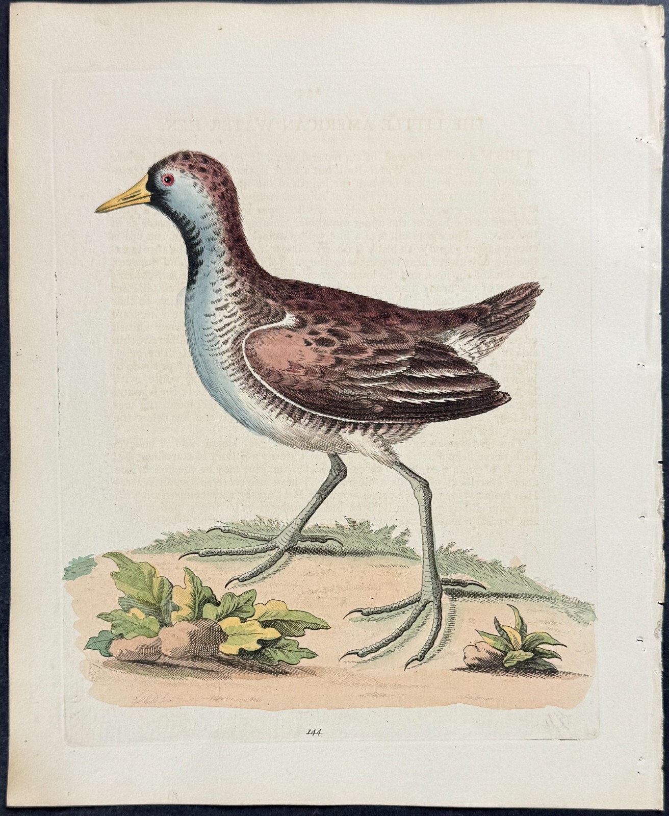 Edwards – Little American Water Hen. 144 – 1745 Natural History Engraving