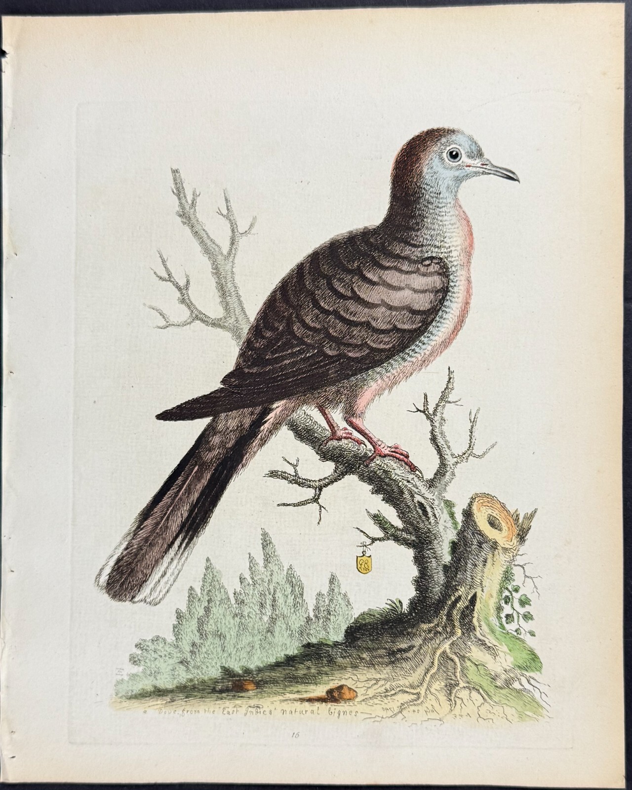 Edwards – Transverse Striped or Bared Dove. 016 – 1745 Natural History Engraving