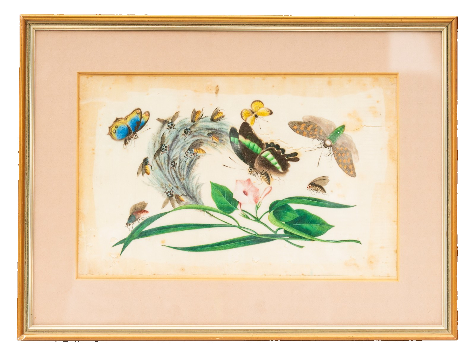 Chinese Watercolor Painting Pith Paper Butterfly Framed Gilt Glassed Qing 19th C