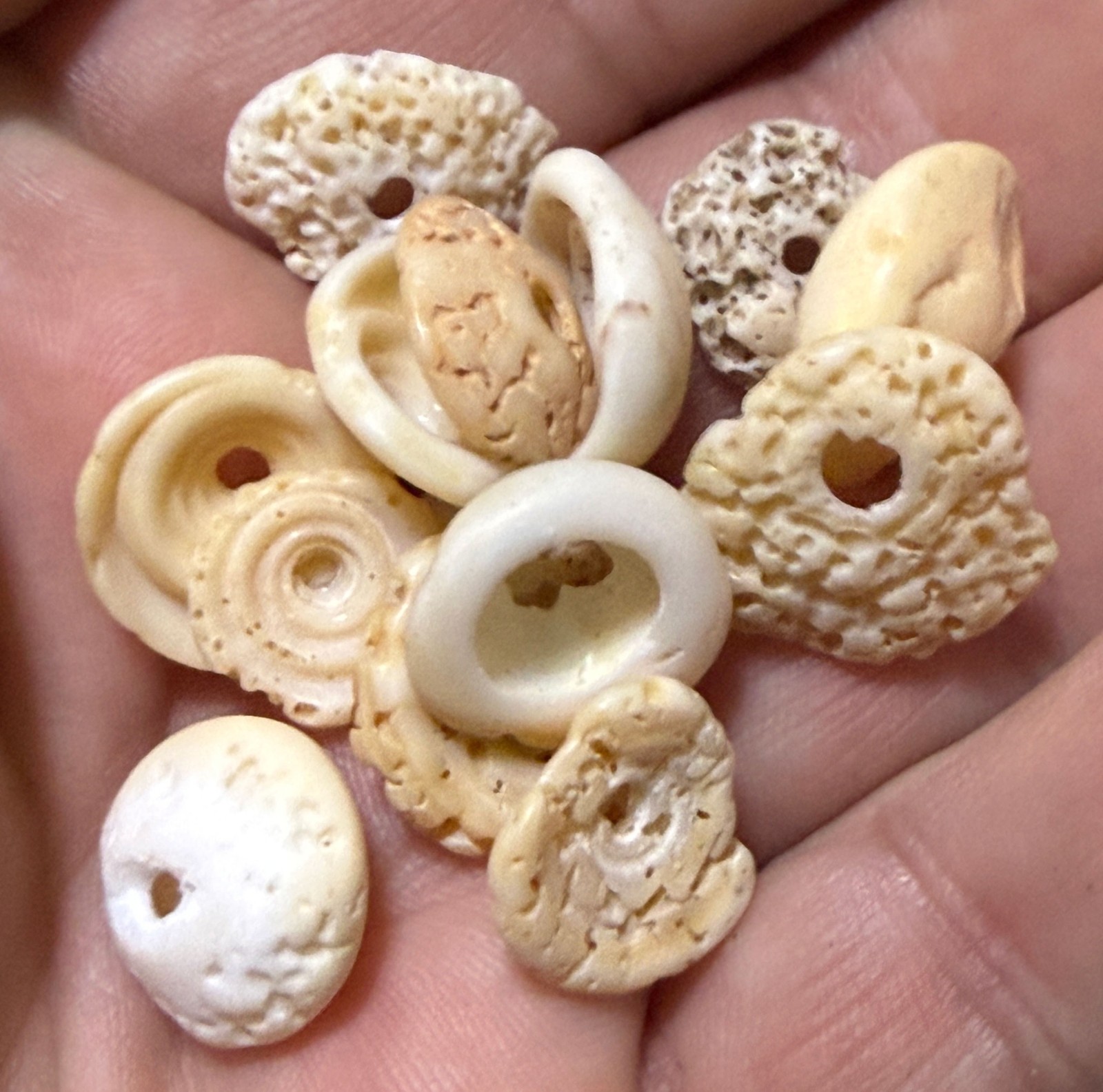 15 Original Cherokee Indian Conch Shell Trade Beads Ancient Artifacts Pre 1600’s