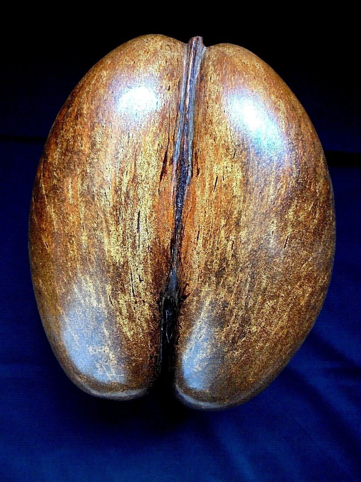 Antique Seychelles Coco De Mer Nut Seed Basket