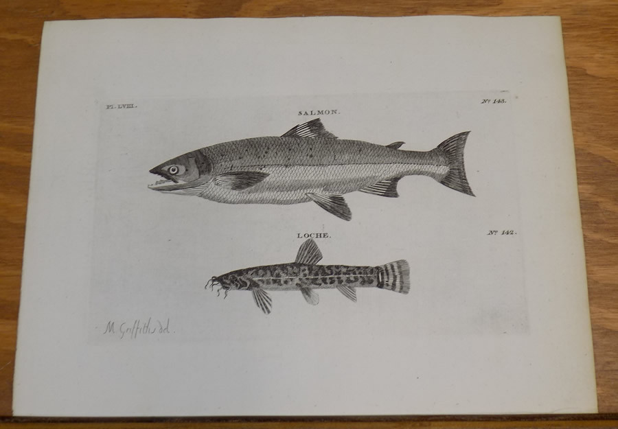 1776 Antique Fish Print///SALMON, and LOCKE