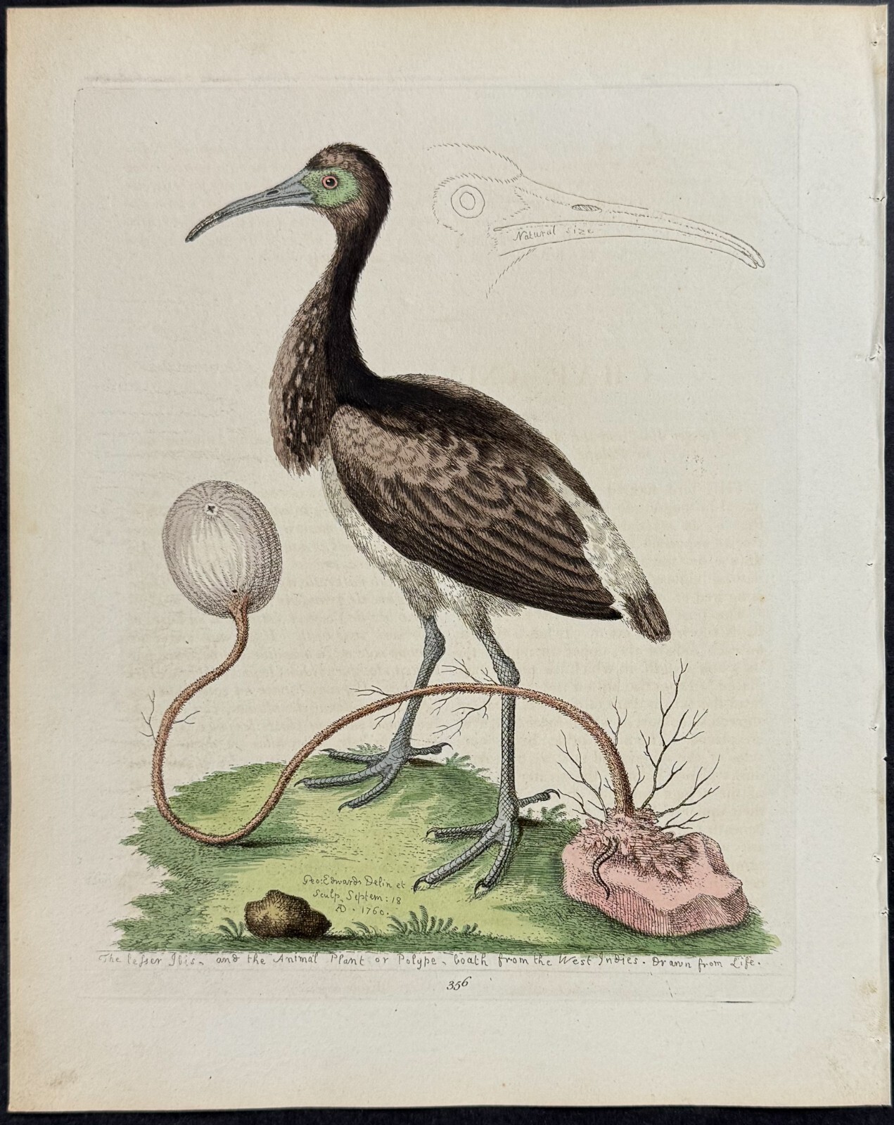 Edwards – Lesser Ibis. 356 – 1745 Natural History Engraving