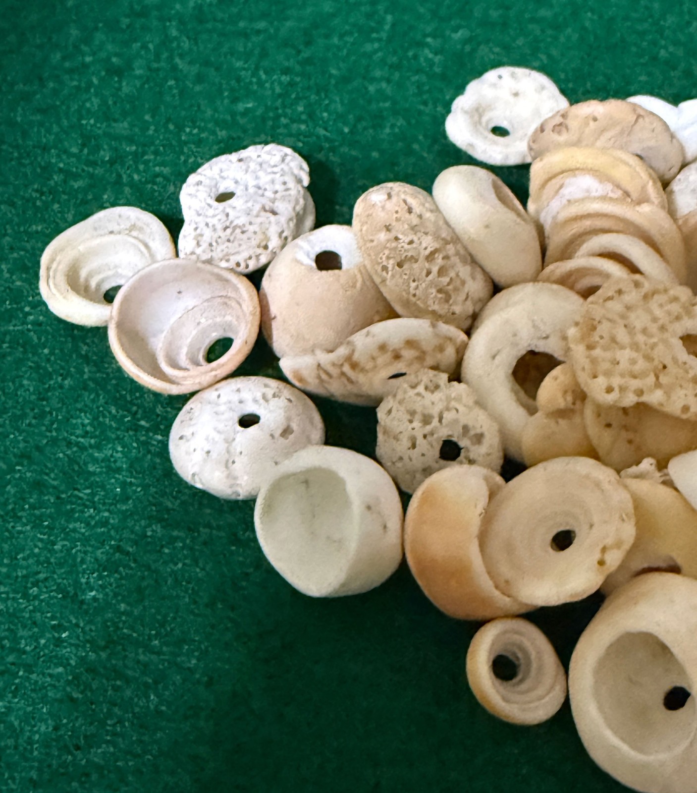 15 Original Cherokee Indian Conch Shell Trade Beads Ancient Artifacts Pre 1600’s