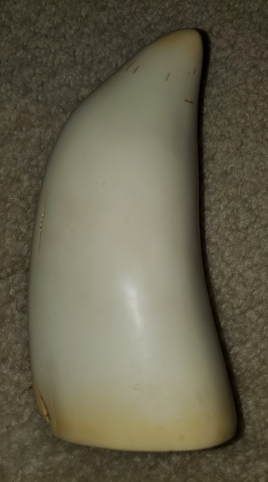 Vintage 595 Grams Artek Blank Reproduction Whale replica tooth