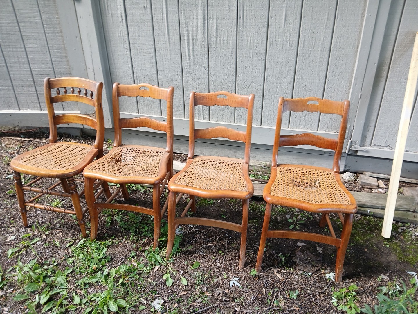 4 1820’s Tiger Maple Early Federal/Sheraton American Chairs BRIGHT Beautiful!