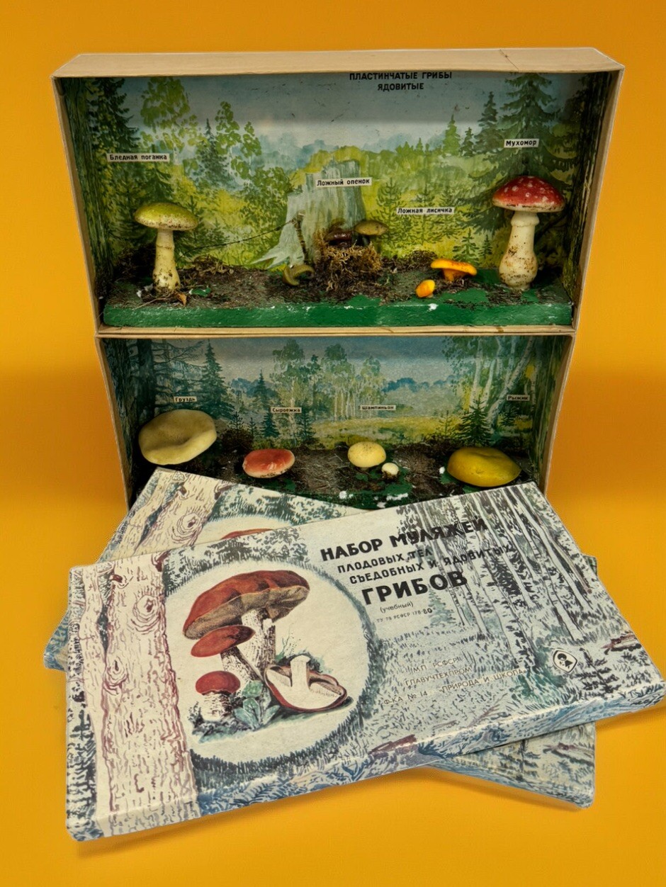 VTG Russian School Wax Mushroom Display Diorama USSR Science Edible & Poisonous