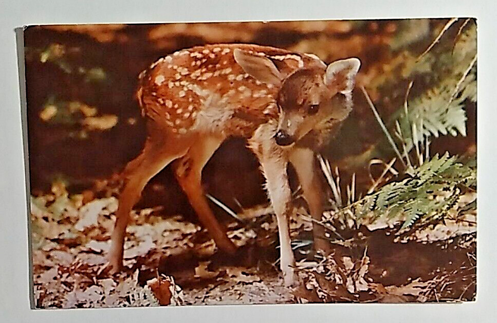 Postcard North Shapleigh Maine little red coat fine white spots Bambi unposted