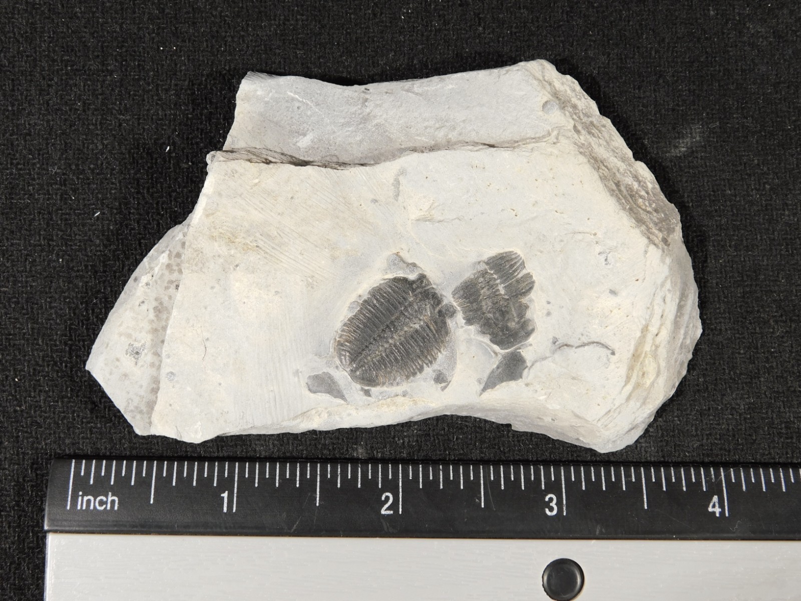 TWO! 509 Million YEAR Old Elrathia TRILOBITE Fossils From Cambrian Utah 3.33 *D