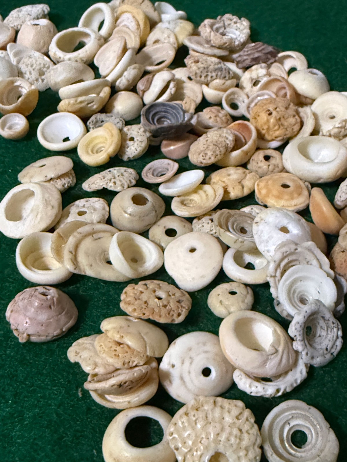 15 Original Cherokee Indian Conch Shell Trade Beads Ancient Artifacts Pre 1600’s