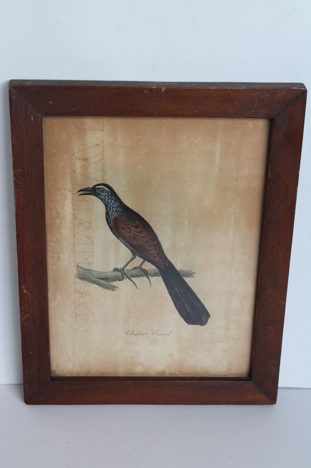 Antique 1849 J. Whatman Hand-Colored Audubon Engraving Plate, Chestnut Coucal