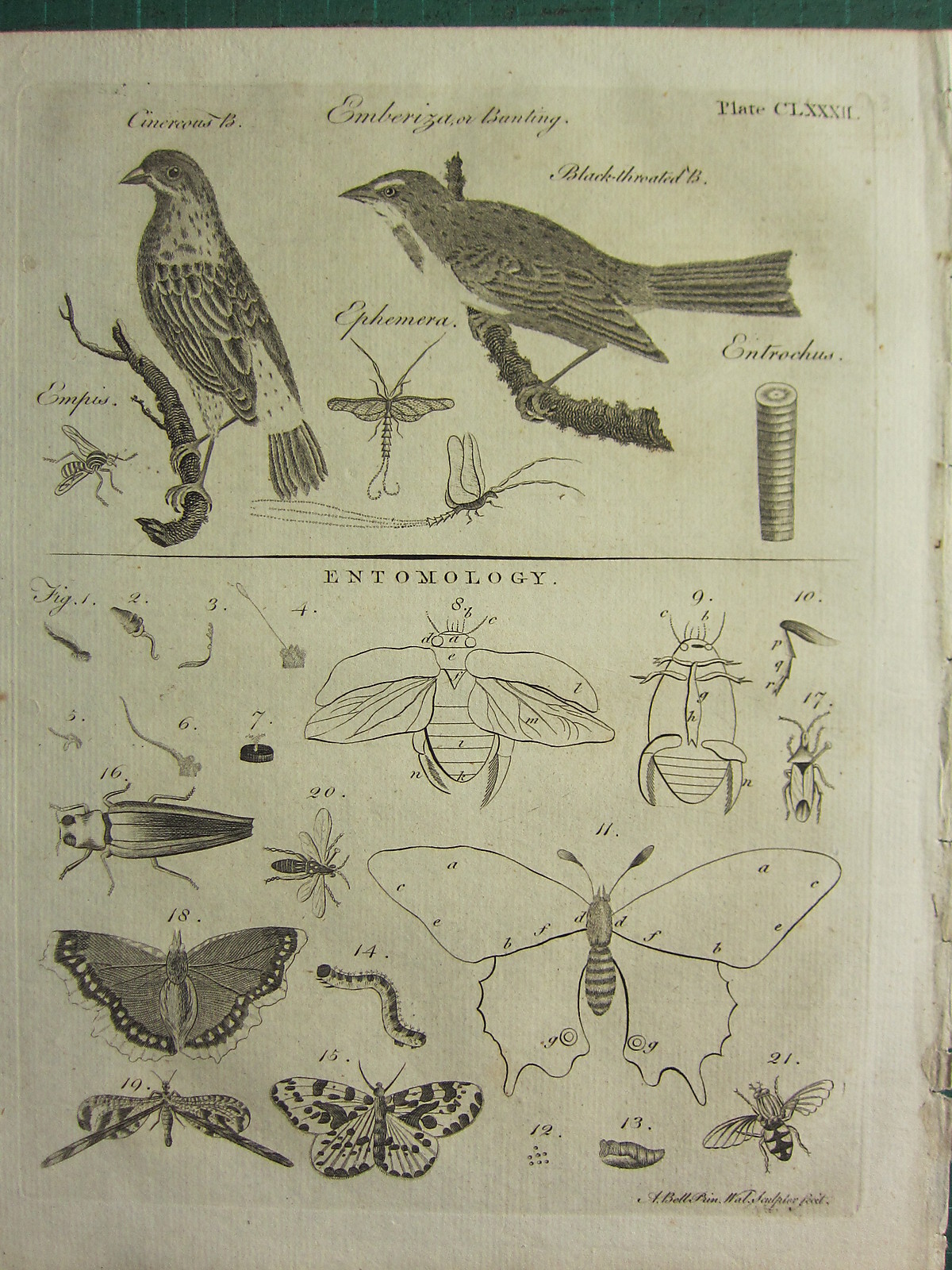 1797 GEORGIAN PRINT ~ BLACK-THROATED BUNTING EPHEMERA ~ ENTOMOLOGY BUTTERFLY