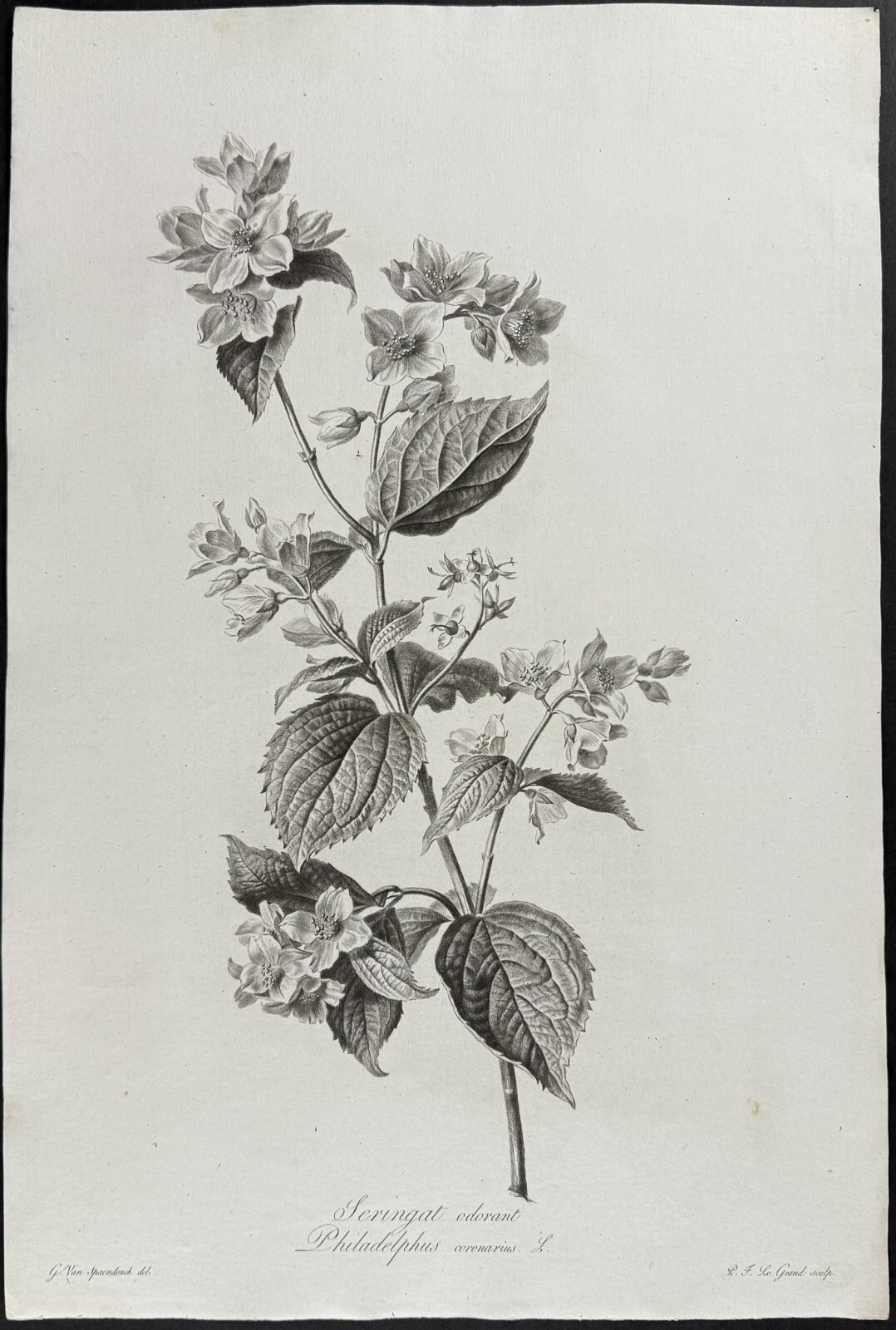 Spaendonck – Mockorange. 3 – c1800 Fleurs, Stipple Engraving