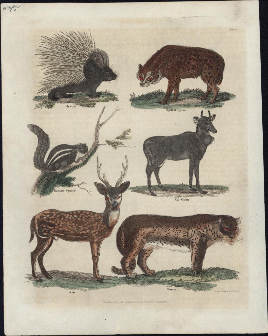 1815 John Wilkes Antique Print of Porcupine, Hyena, Squirrel, Wildebeest Leopard