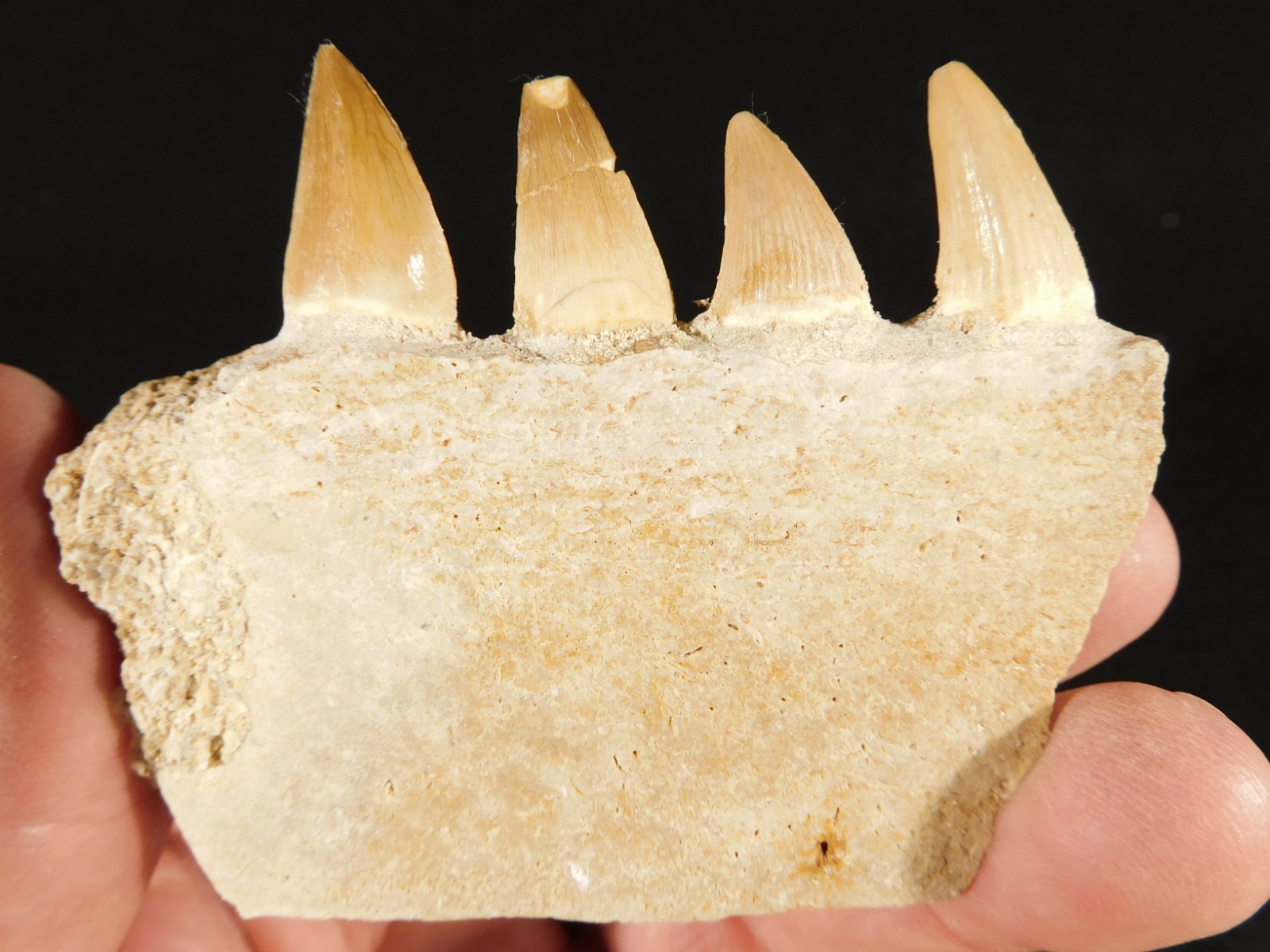 Mosasaurus Bone Fossil with FOUR! TOOTH Fossils From Cretaceous Morocco! 4.03