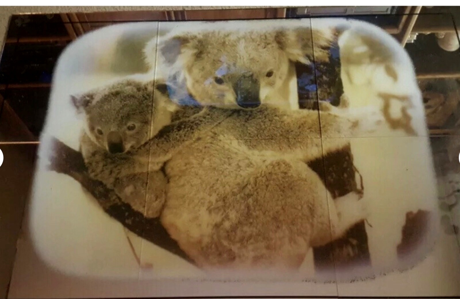 Hoyne Mirro Scene Koala Bears 24” x 36” Glass Mirror Tiles NOS vtg 70s USA