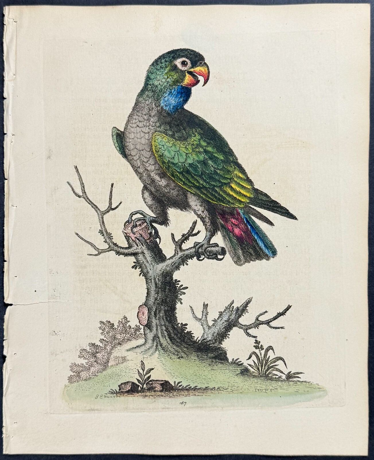 Edwards – Dusky Parrot. 167 – 1745 Natural History Engraving