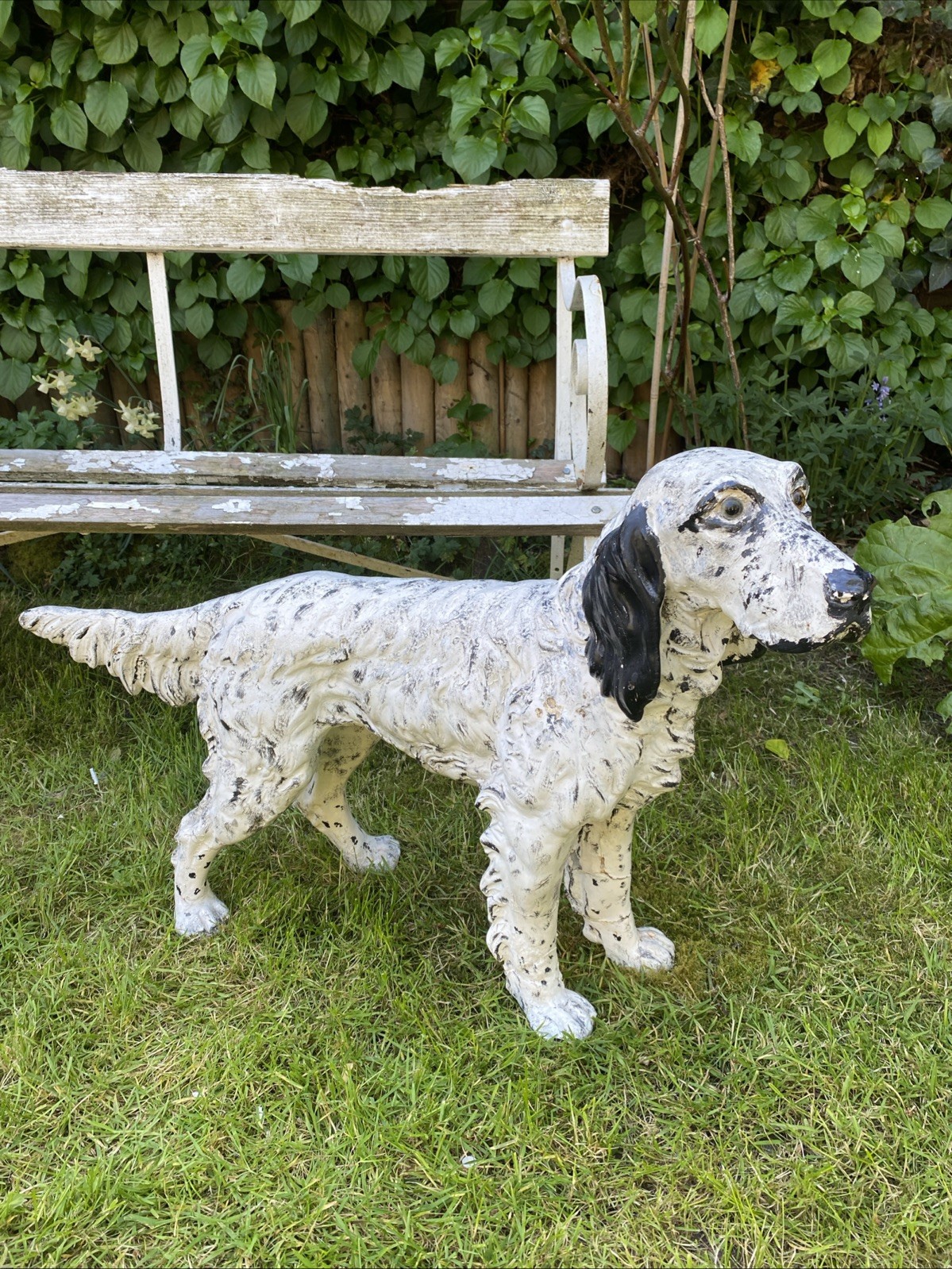 Antique Plaster Model Of Dog C1900 Setter Large 32 X 21.5 Inches Glass Eyes A/F