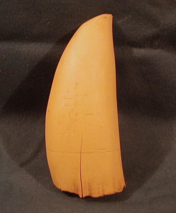 #1 Whale Tooth (Imitation Replica) for Display, Engraving
