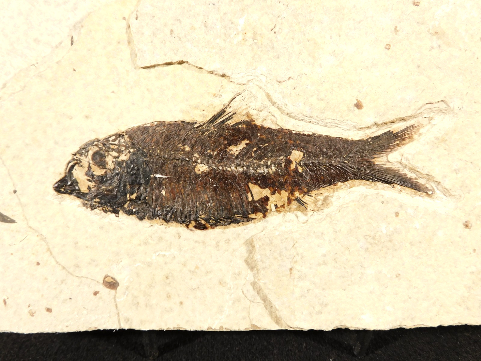 49 Million Year Old! Knightia FISH Fossil From Fossil LAKE Wyoming 733gr