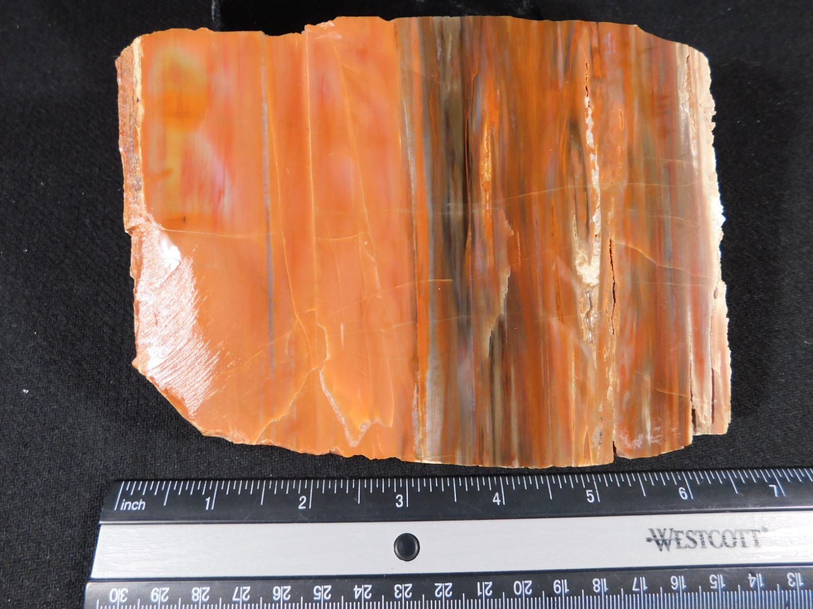 VERY! Colorful Polished Petrified WOOD RAINBOW Fossil Slab Arizona 941gr