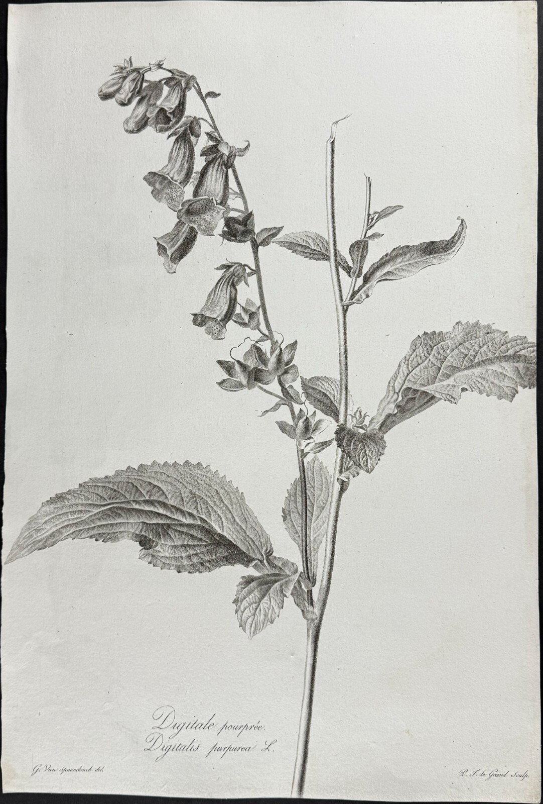 Spaendonck – Foxglove. 1- c1800 Fleurs, Stipple Engraving