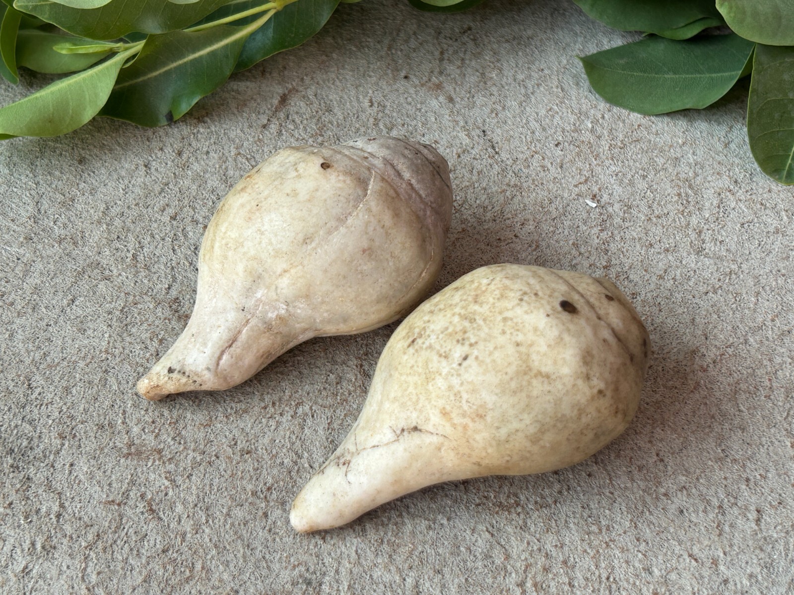 OLD VINTAGE RARE BEAUTIFUL NATURAL CONCH NAUTICAL SEA SHELL/SHANKH, 2 PIECE