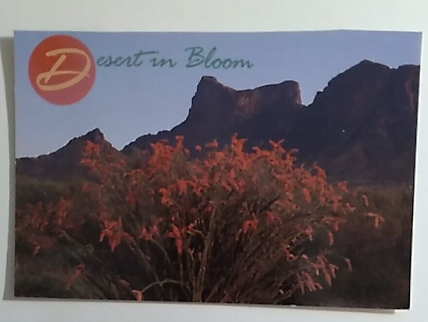 Postcard Desert in Bloom Arizona USA unposted