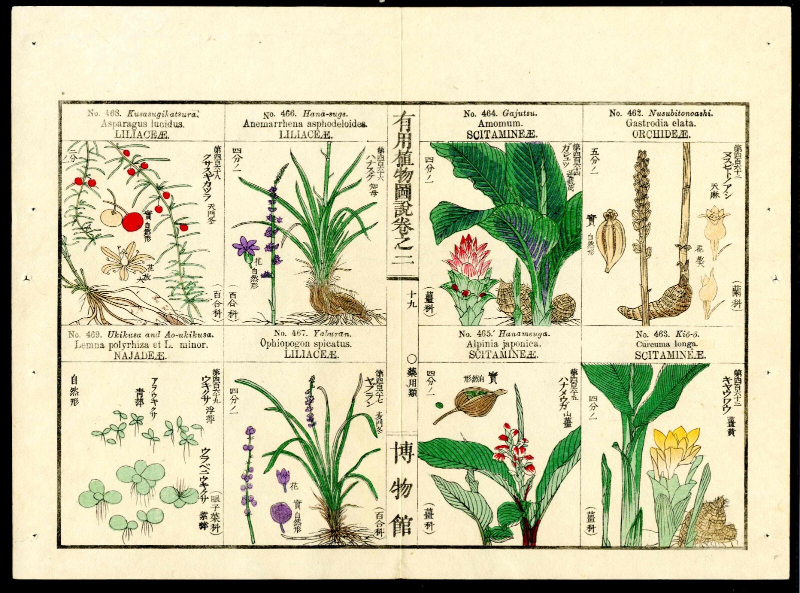 1919 Tokyo Botanical Magazine Original Antique Japanese Print Orchid, Lilly