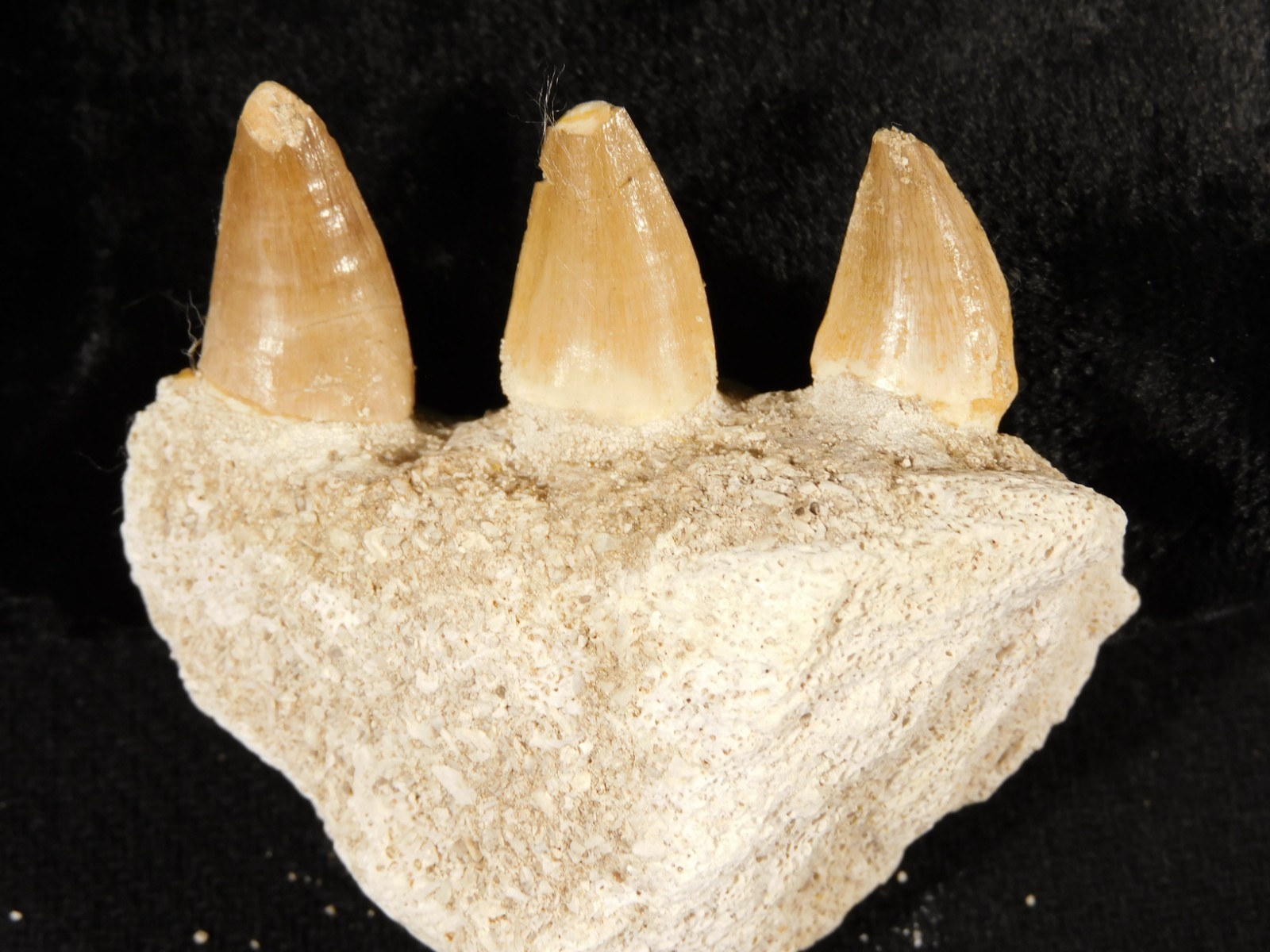 Mosasaurus Bone Fossil with THREE TOOTH Fossils and Stand Morocco 57.9