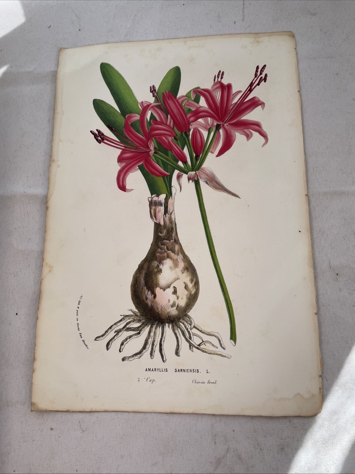 Van Houtte – Amaryllis. 276 – 1845 Flore des Serres Lithograph
