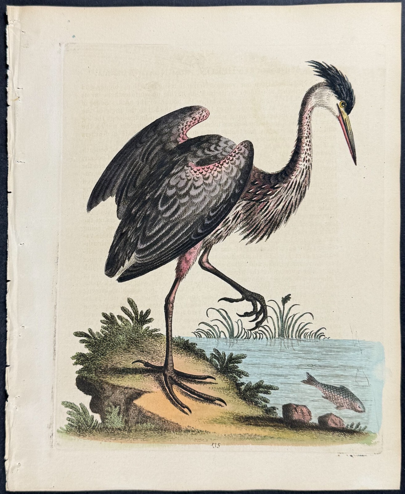 Edwards – Ash-colour’d Heron from America. 135 – 1745 Natural History Engraving