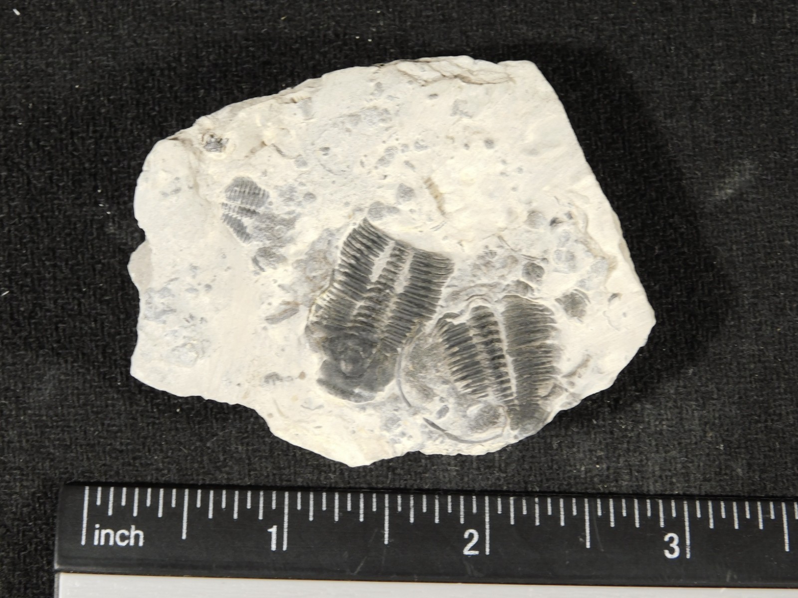 TWO! 509 Million YEAR Old Elrathia TRILOBITE Fossils From Cambrian Utah 5.55 *D
