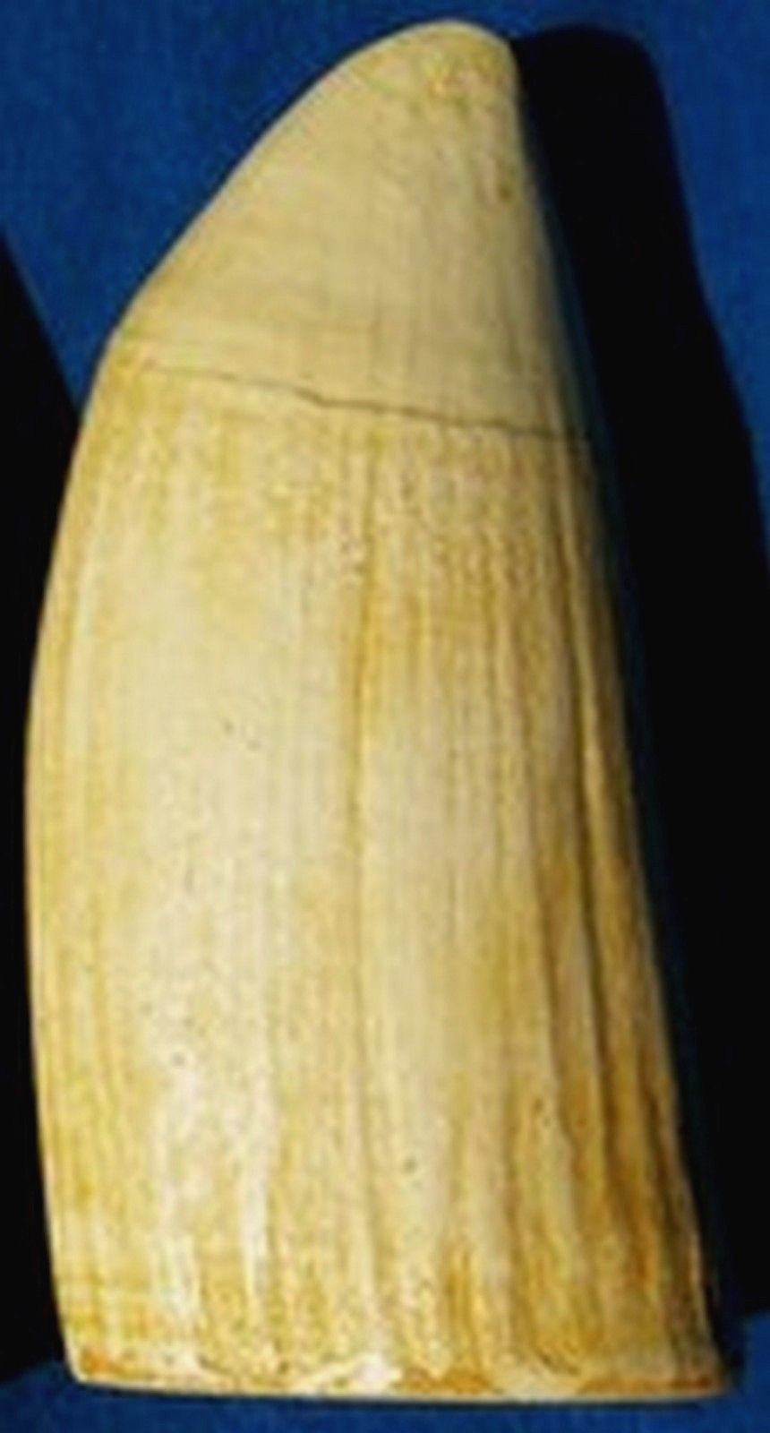 #6 Whale Tooth (IMITATION REPLICA) Scrimshaw, Engraving